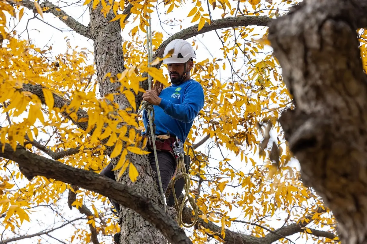 Skilled Tree Planing crew working in Carmichaels